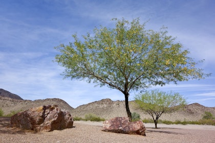 Mesquite trees in the desert with 2 large rocks nearby.