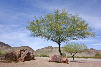 Mesquite trees in the desert with 2 large rocks nearby.