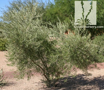 A Fruitless Olive tree planted in a desert landscape.