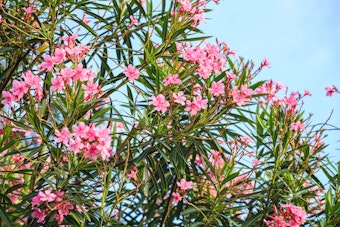 A flowering pink Oleander tree against a bright blue sky.