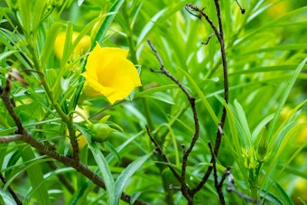 Close up of flowering yellow oleander tree.