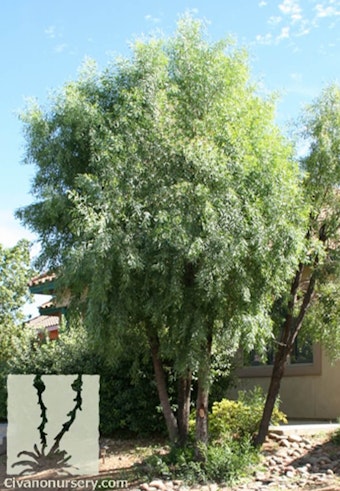 A weeping acacia tree planted in a desert landscape with a short succo wall nearby.