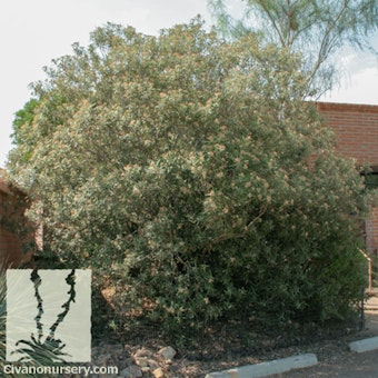 A large, blooming Arizona Redwood planted near a house.