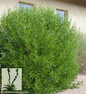 A green hopseed bush planted near a house in the desert.