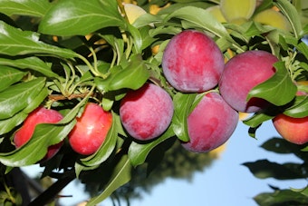 A closeup of a Santa Rosa Plum tree with numerous fruits on it.