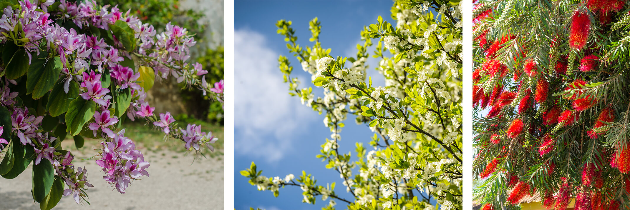 A purple orchid tree, a evergreen pear tree, and a weeping bottlebrush tree