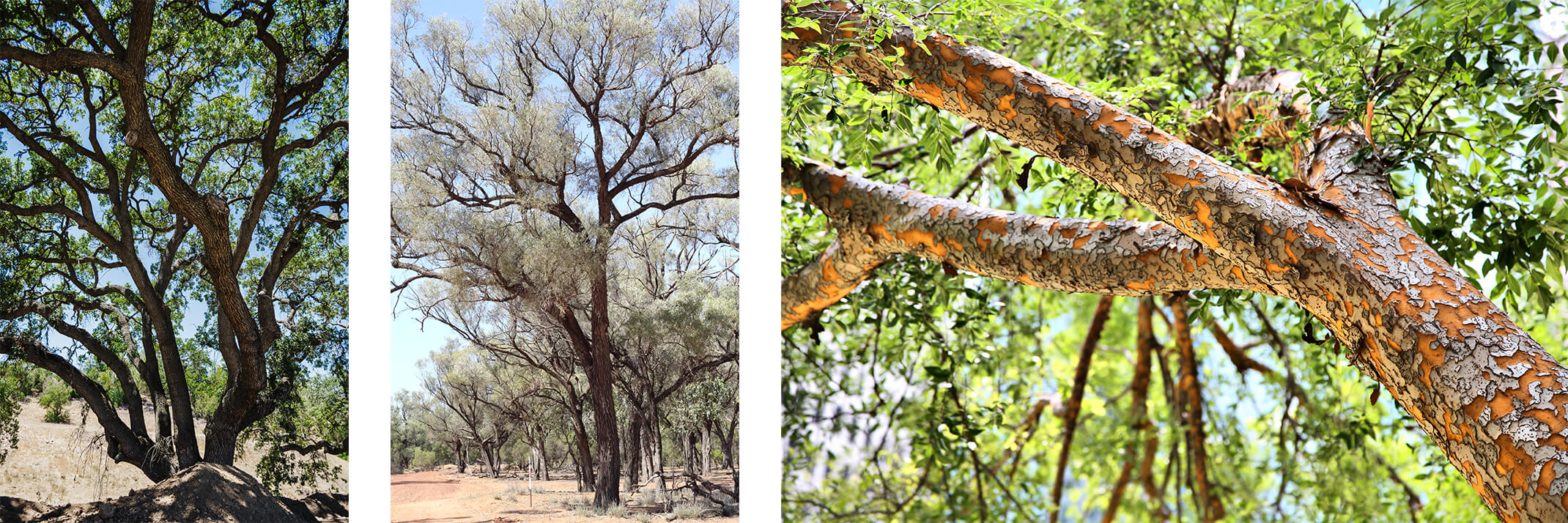 A mastic tree, a mulga tree and a Chinese Evergreen tree.