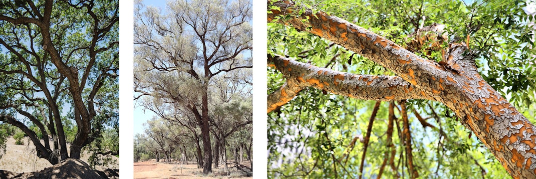 A mastic tree, a mulga tree and a Chinese Evergreen tree.