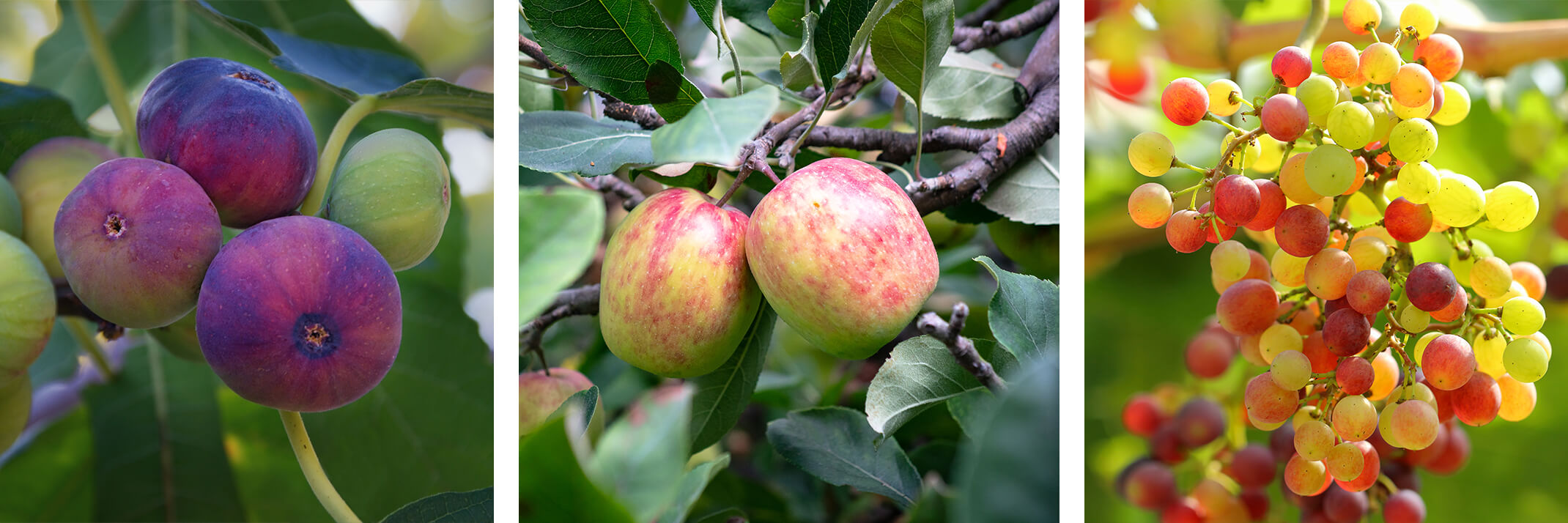 A fig tree, an apple tree and grapes.