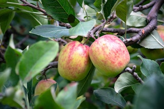  A closeup of two Anna apples.
