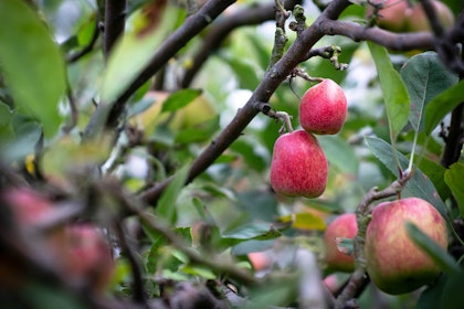A closeup of an Anna apple tree with two red apples surrounded by other apples that are out of focus.