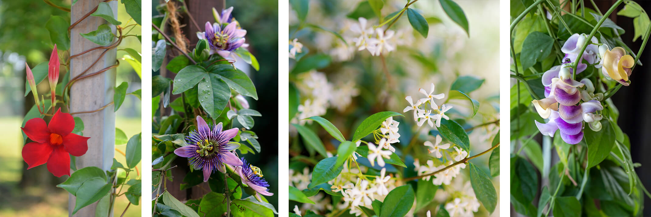 Mandevilla, passion flower, star jasmine, and snail vine