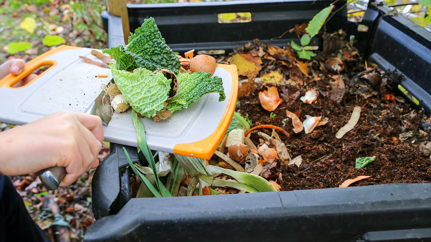 adding vegetable scraps to composting bin