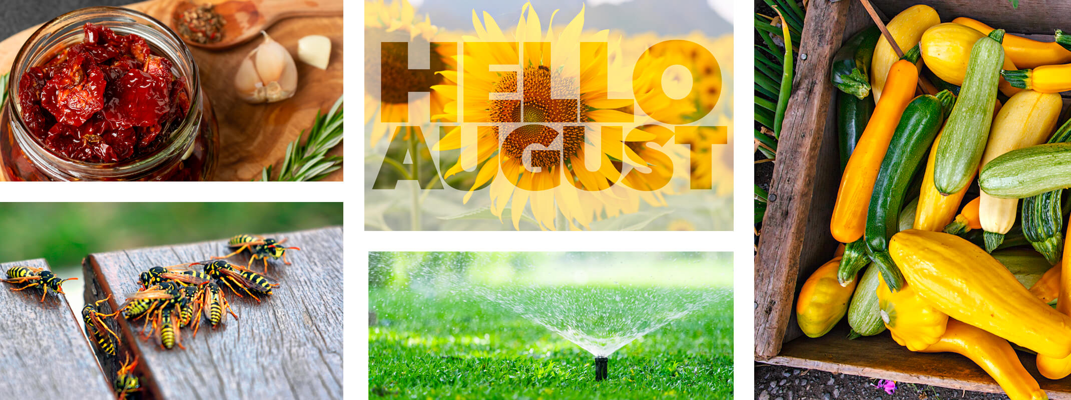 august gardening monthly tips for calendar with the words hello august