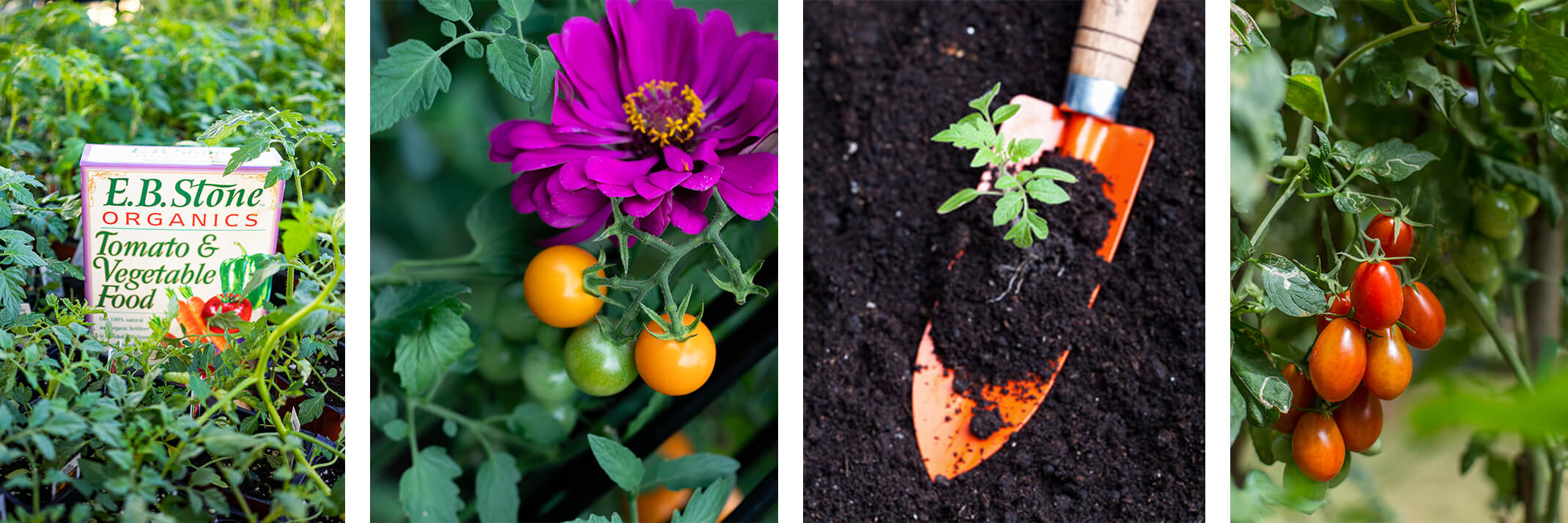 E.B. Stone Organics Tomato & Vegetable Food near tomato plants, cherry tomatoes growing near a purple flower, a tomato plant start with an orange hand shovel near dirt, and roma tomatoes