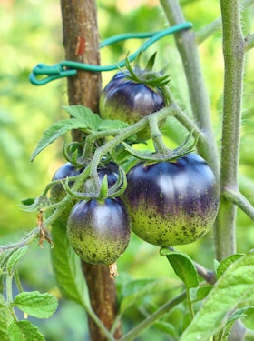 A closeup of purple and green dark galaxy tomatoes growing on the vine.