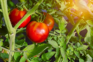 A closeup of 3 celebrity tomatoes ripening on the vine.