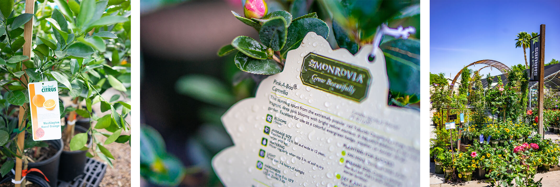 A citrus plant and tag, a Monrovia camellia tag, and the Sun Shrubs section at SummerWinds Nursery.