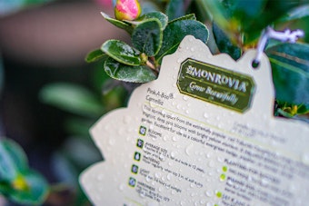 Monrovia Grow Beautifully plant care tag for a Pink-A-Boo Camellia.