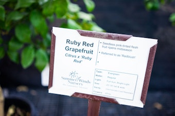 Ruby Red Grapefruit Plant Care Sign from SummerWinds Nursery