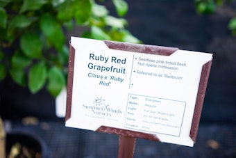 Ruby Red Grapefruit Plant Care Sign from SummerWinds Nursery