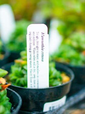 A closeup of a small plant care tag.