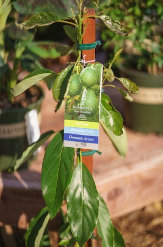Hass Avocado Tree with plant tag from Monrovia.