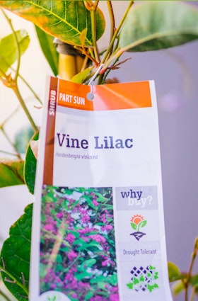 Close up of Vine Lilac plant and plant care tag.
