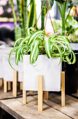 A square white pot with a wooden stand and a houseplant in it.