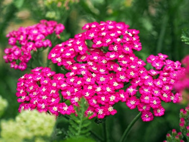 dark pink yarrow achillea millefolium