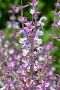 salvia perennial