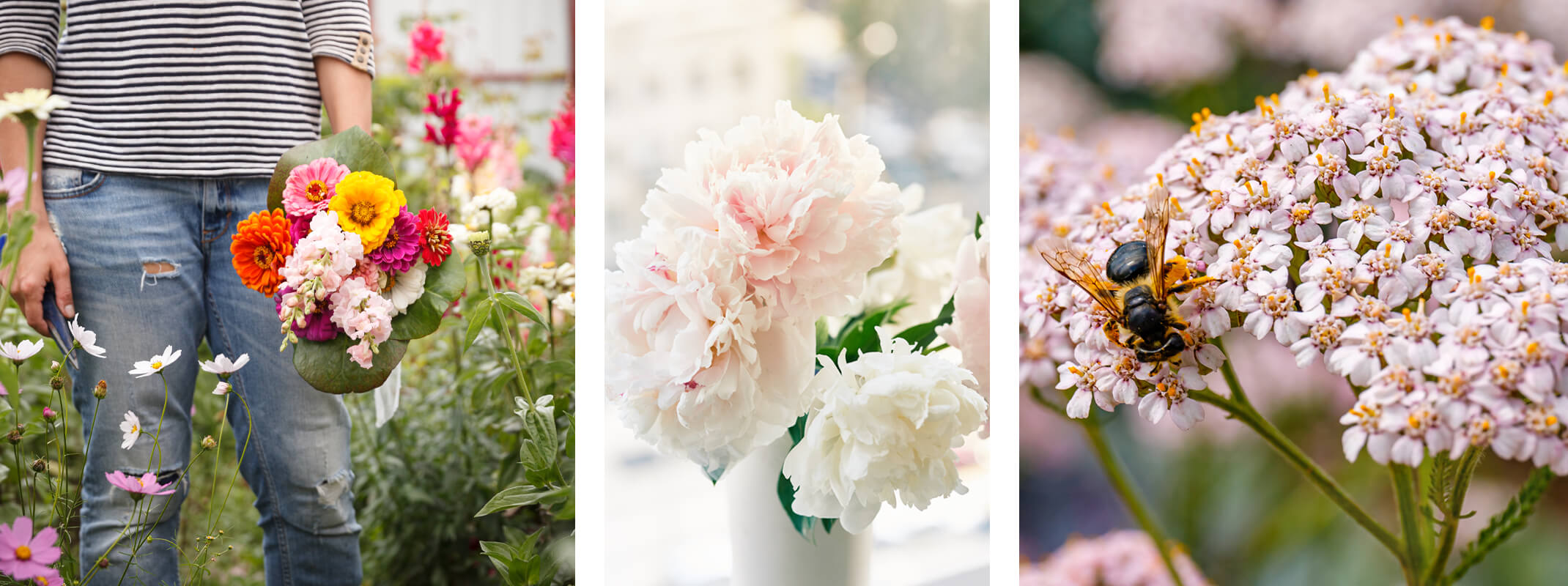 woman holding fresh cut perennials fresh cut peonies in white vase and light pink yarrow