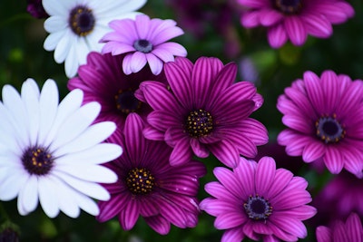 light and dark purple osteospermum