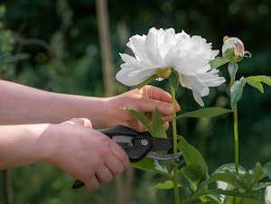 person about to cut a white peony