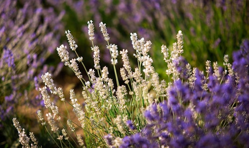 two types of lavender varieties growing in garden