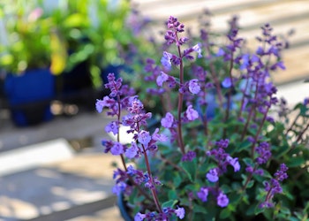 catmint purrsian blue perennial