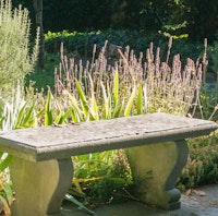 lace leaf lavender behind bench in garden