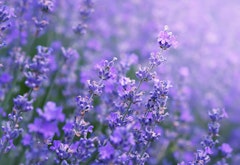 hidcote lavender