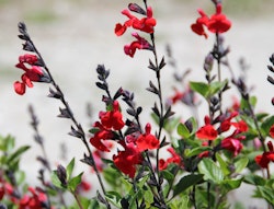 red salvia