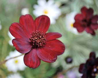 chocolate cosmos with white daisies in the background
