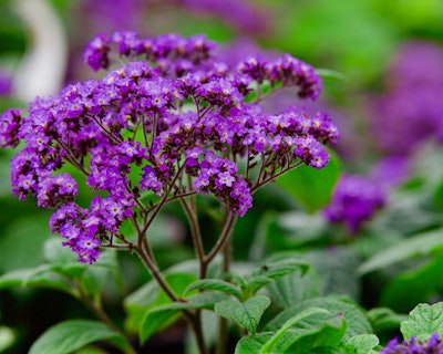 purple heliotrope fragrant perennial