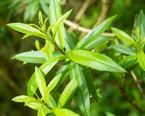 lemon verbena