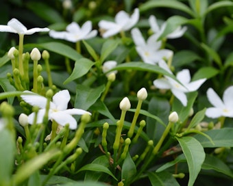 star jasmine perennial shrub