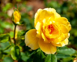 ch-ching yellow grandiflora rose