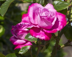 angel face rose