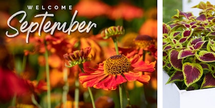 welcome september orange cone flowers and coleus in white planter