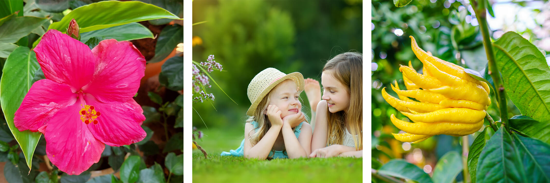 Pink hibiscus flower, two young girls relaxing on a nice lawn, Buddha's hand citrus fruit.