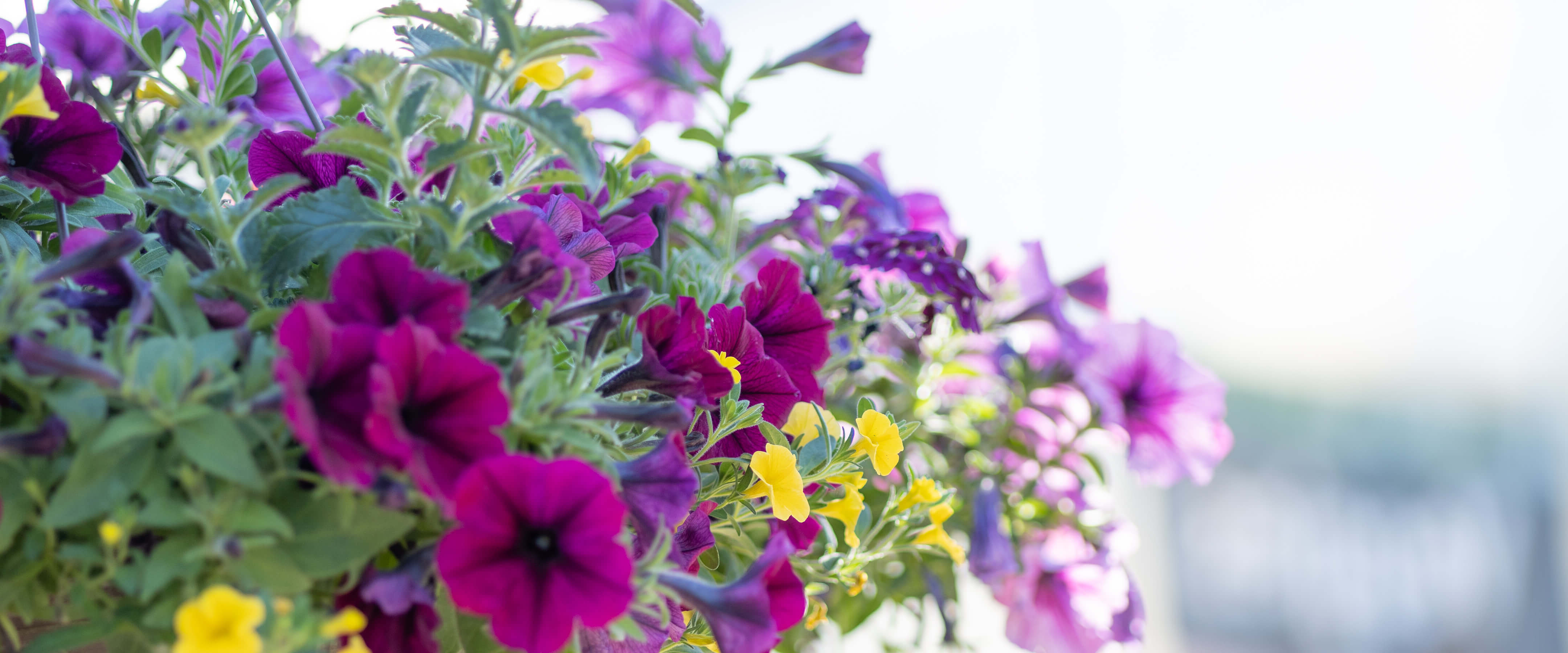 Fall flowers - purple petunias and yellow flowers at SummerWinds Nursery.