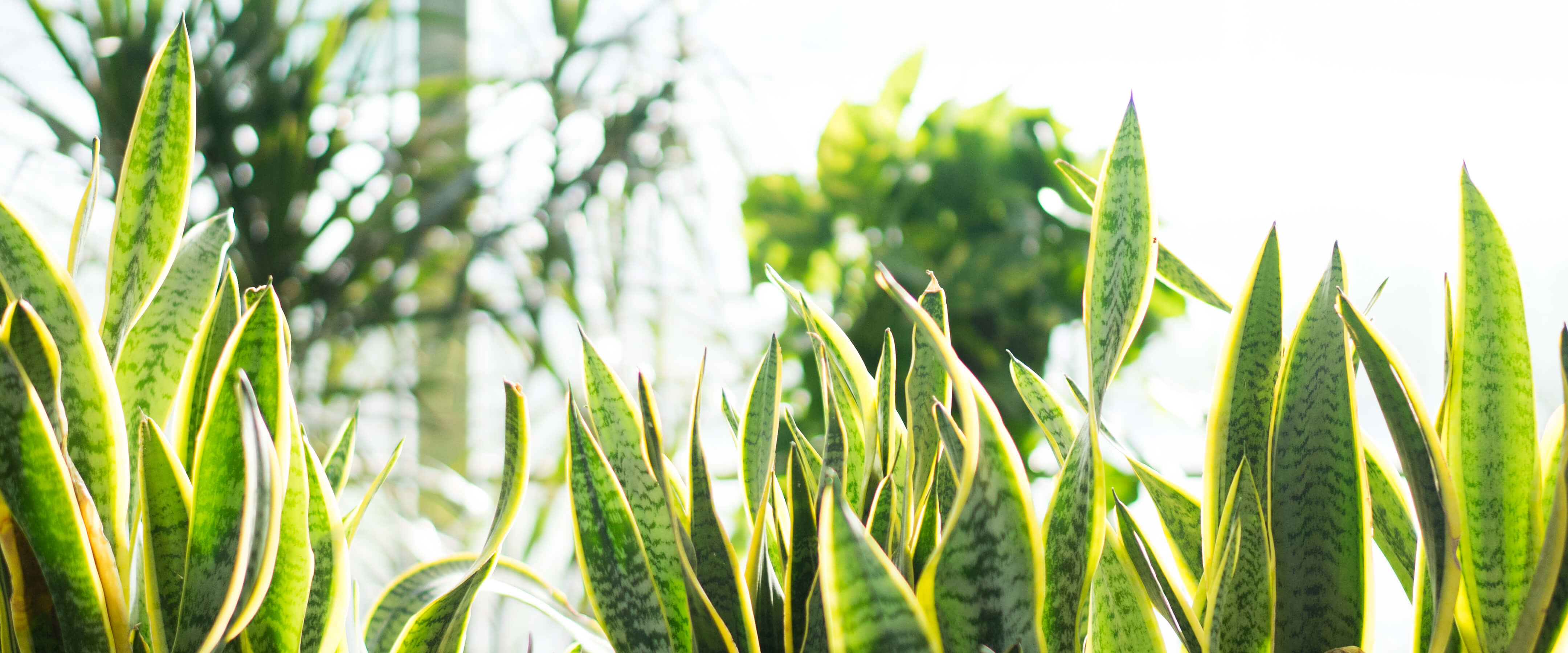 Sansevieria with other houseplants in the background.