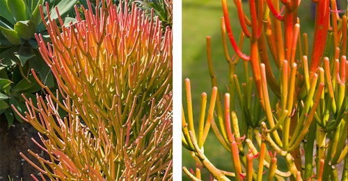 euphorbia fire sticks in landscape